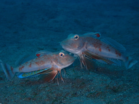 和歌山 紀伊大島 ダイビングショップ 須江ダイビングセンター|DIVE LOG|